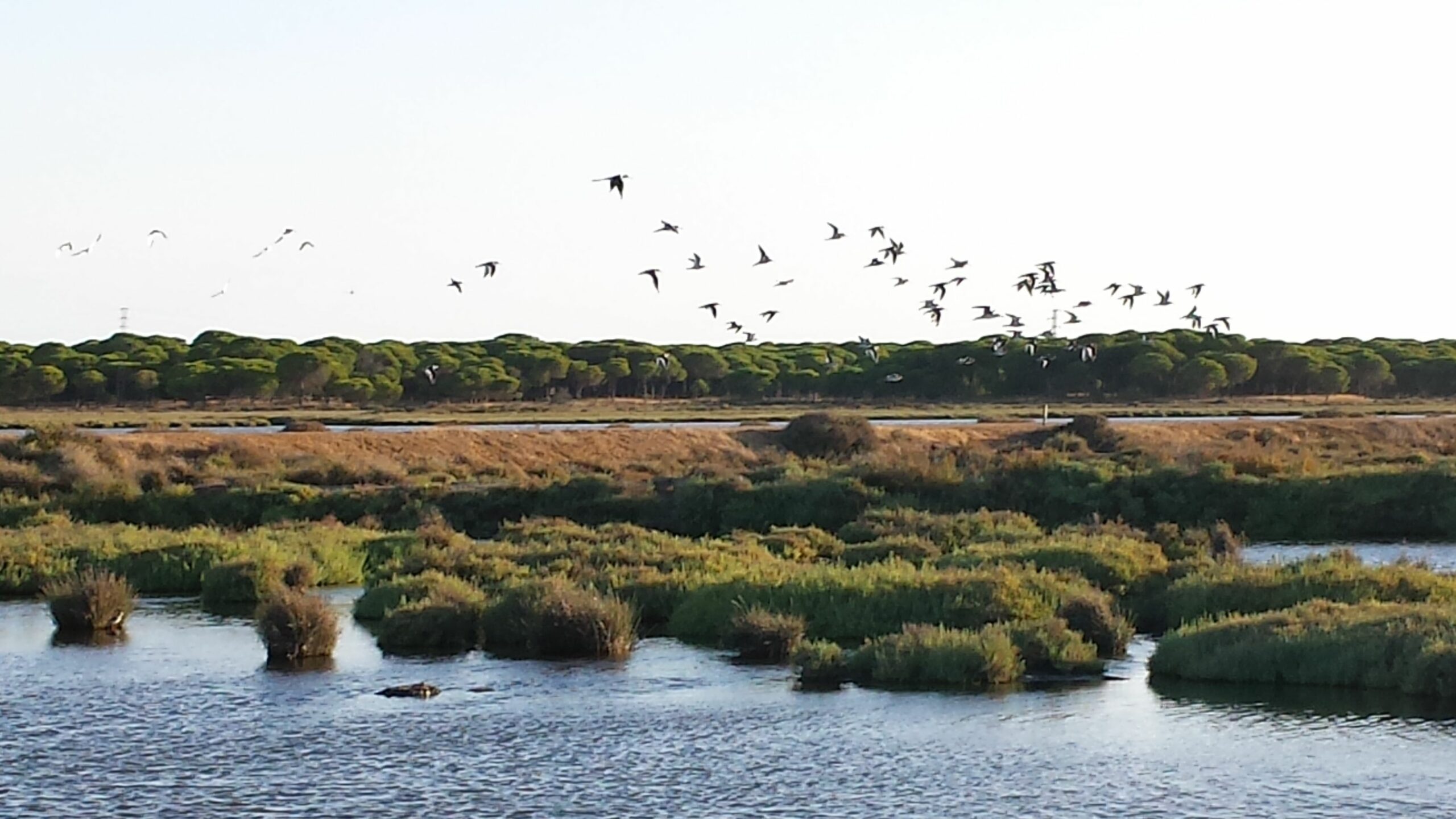 Lee más sobre el artículo AVISTAMIENTO DE AVES MARISMAS DE ISLA CRISTINA