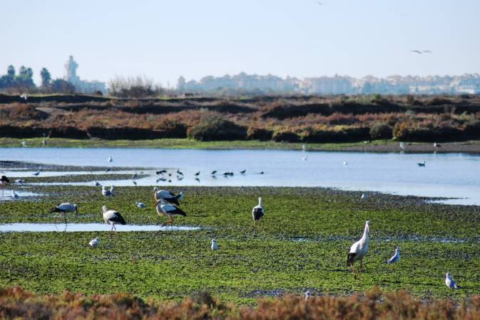 Lee más sobre el artículo TALLERES AMBIENTALES EN MARISMAS DEL ODIEL