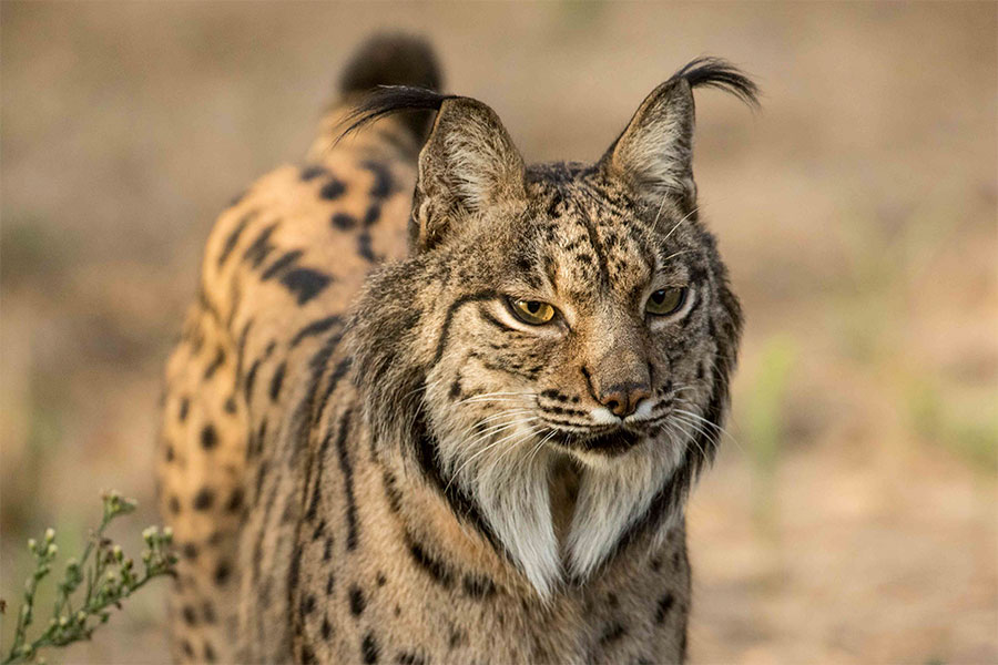 Lee más sobre el artículo BIODIVERSIDAD ECOLÓGICA EN DOÑANA